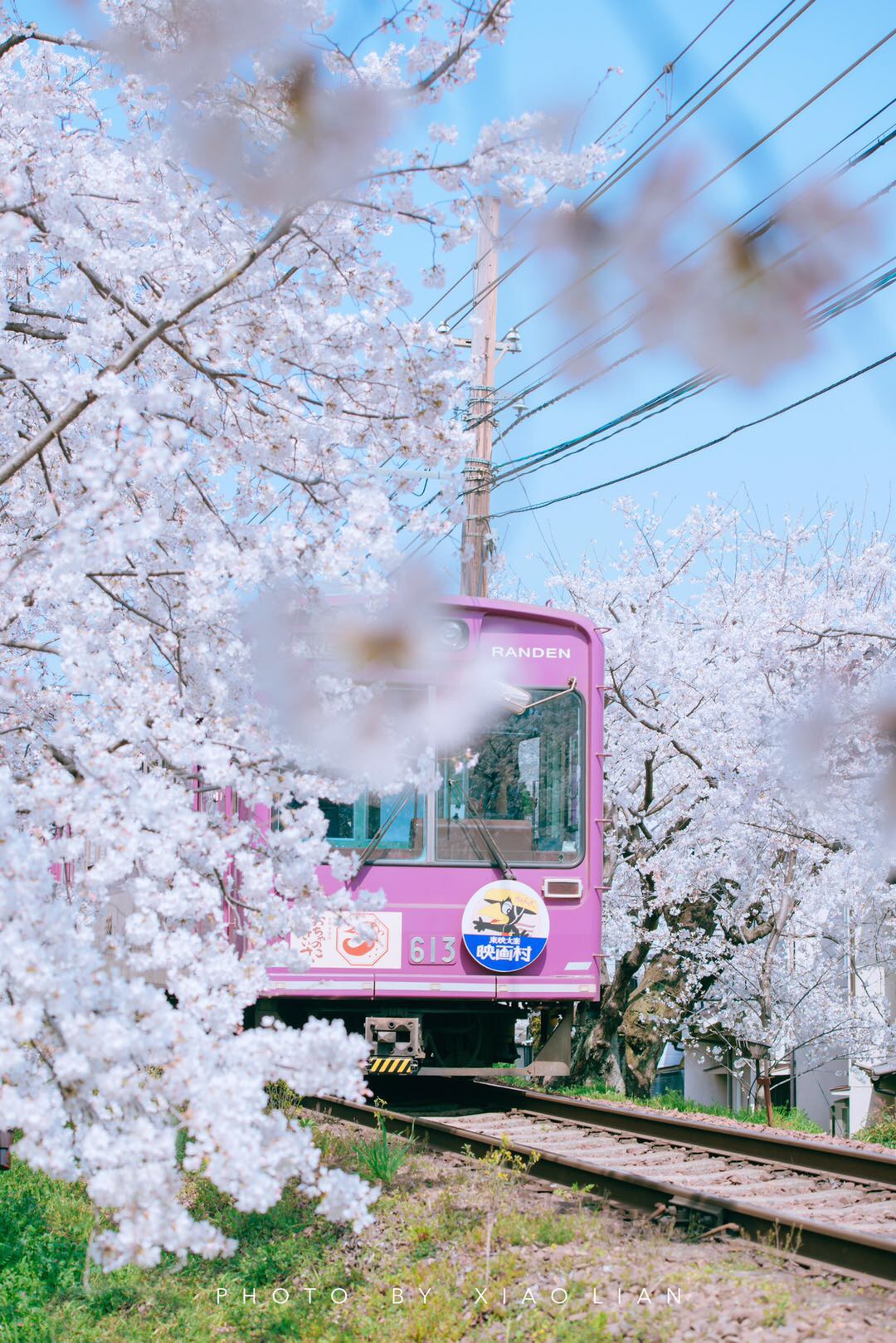 走进动漫中的场景,探访岚电樱花隧道 br />  br /> 铁道旁高大的樱花