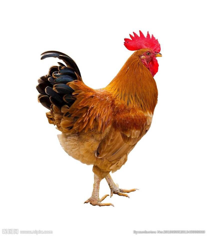 公鸡