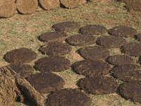 印度牛粪公交 坐1次只需1毛钱 号称领先中国20年！