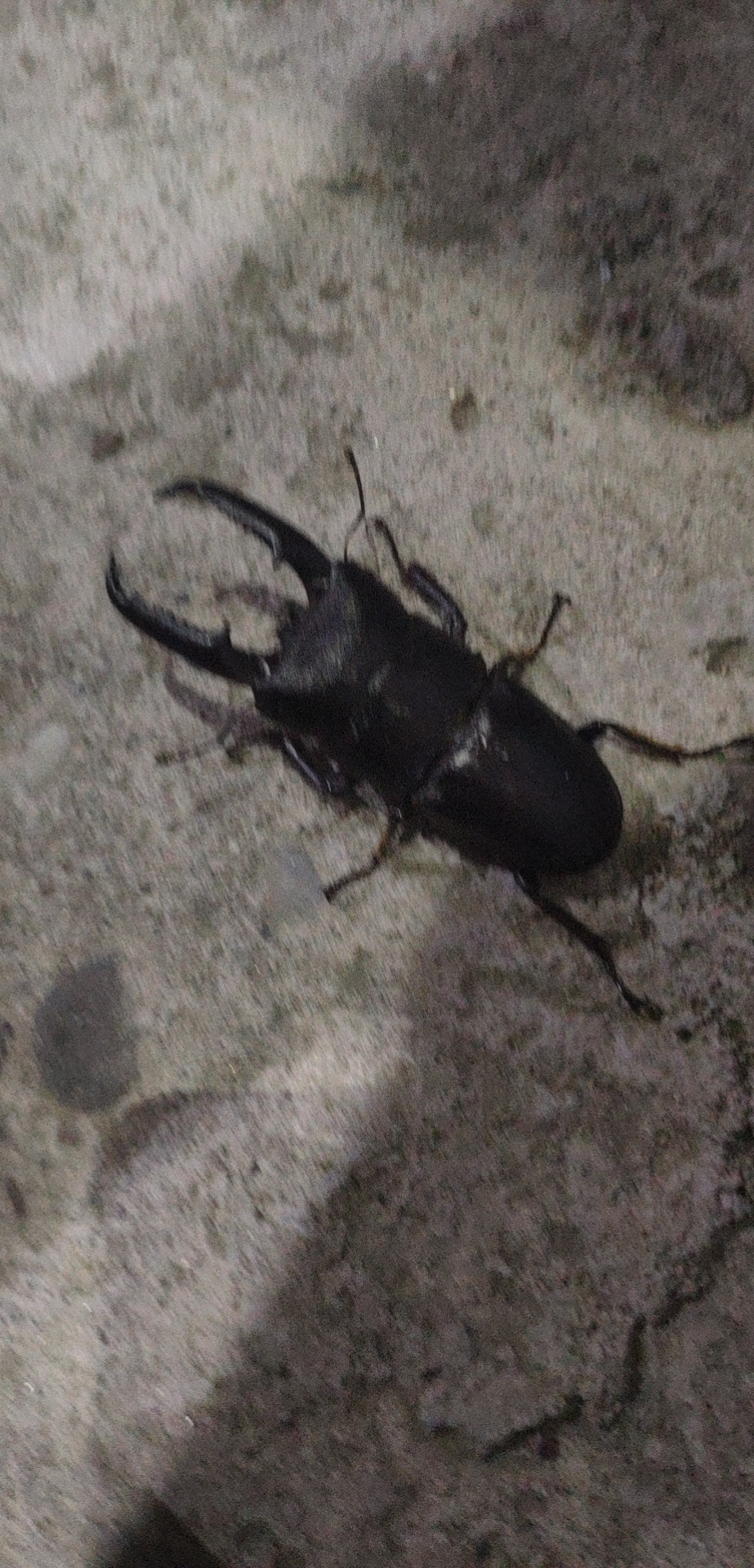 发现野生中华楸甲一只